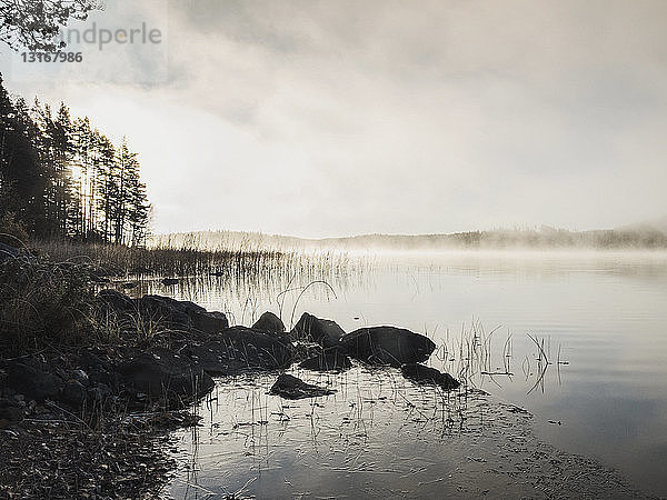 Silhouettierte Felsen und Schilf am nebligen Seeufer bei Sonnenaufgang  Orivesi  Finnland