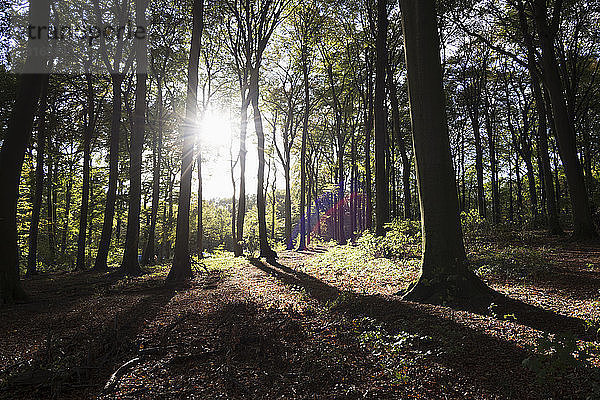 Sonnenlicht und Schatten in Herbstwäldern