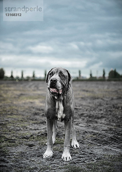 Porträt eines großen grauen Hundes auf Brachland stehend