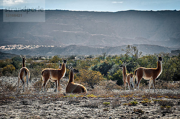 Mittlere Gruppe von Guanaco auf der Weide  Valle de la Luna  Provinz San Juan  Argentinien