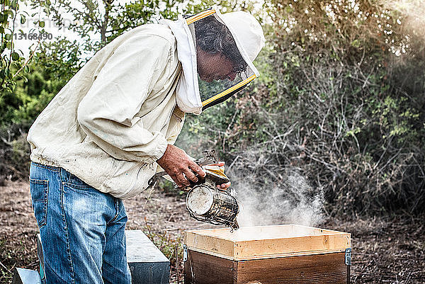 Imker raucht Bienen im Bienenstock