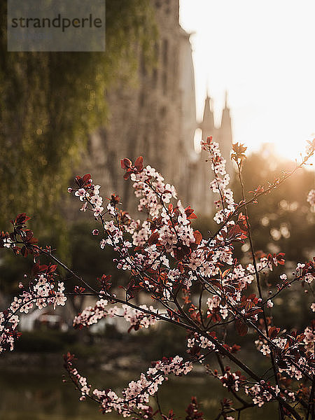 Blick auf die rosa Blüte vor der Sagrada Familia bei Sonnenuntergang  Barcelona  Spanien