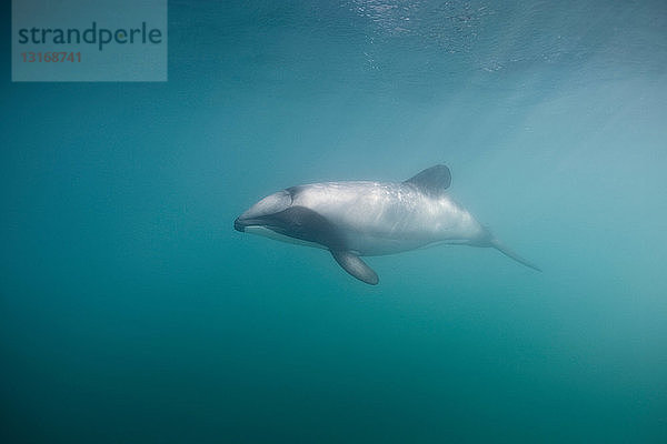Hector-Delphin schwimmt unter Wasser