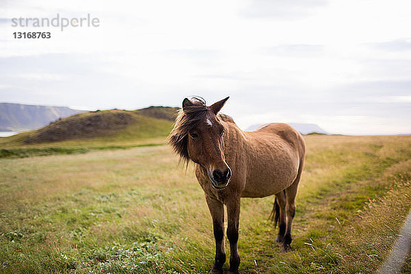 Pferd in Feldlandschaft  Blick in die Kamera  Island