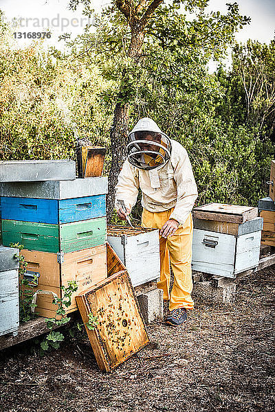 Mann in Imkerkleidung arbeitet an einem Bienenstock voller Bienen