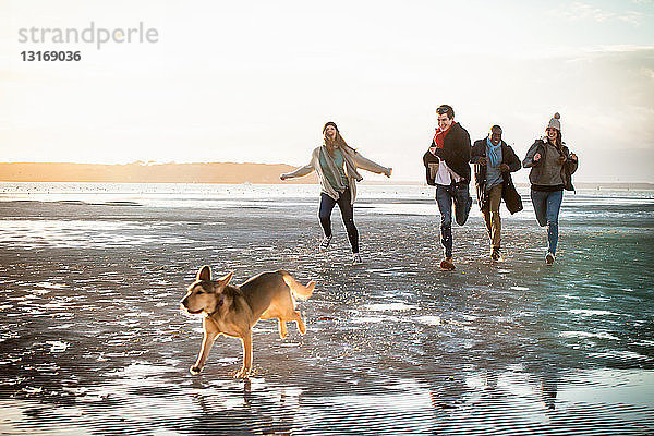 Erwachsene Freunde rennen mit Haushund am Strand