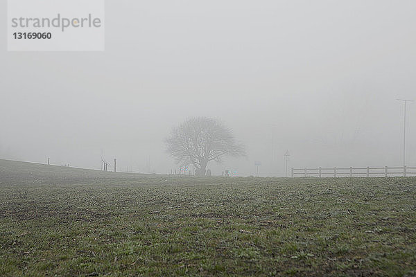 Neblige Silhouetten von Zaun und kahlem Baum im Feld