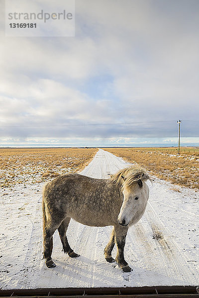 Pony auf schneebedecktem Feld  Island