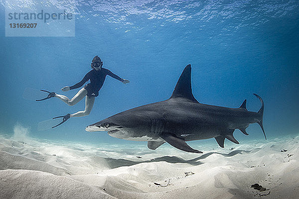 Frau beim Freitauchen mit Hammerhai  Bimini  Bahamas