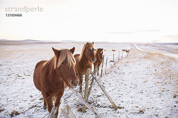 Ponys auf schneebedecktem Feld  Island