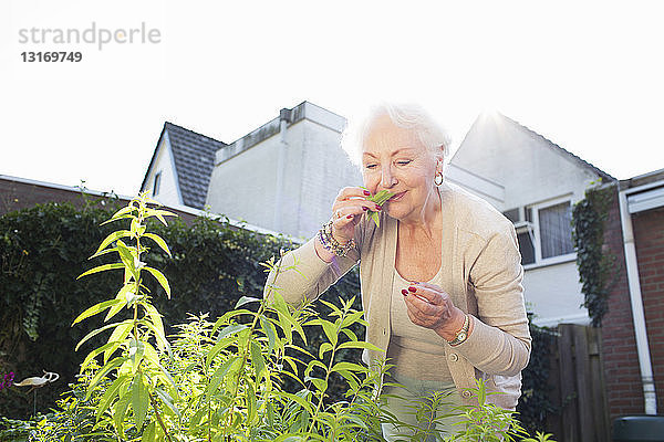 Ältere Frau im Garten  Kräuter riechend