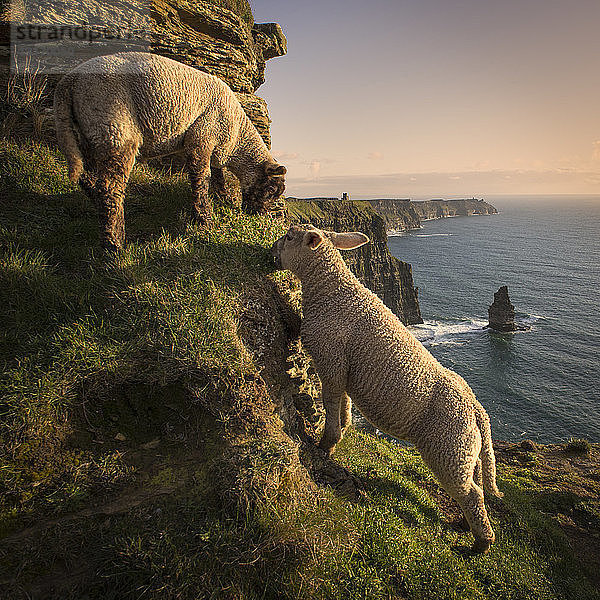 Schafe auf den Cliffs of Moher  Liscannor  Irland