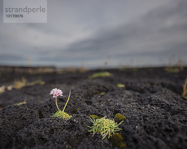 Kiemenblume (Armeria vulgaris) in einer Felsspalte am Strand von Malarif  Malarif  Snaefellsnes  Island