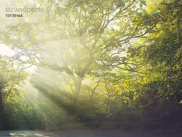 Sonnenstrahlen durch Bäume  Caldy  Wirral  England