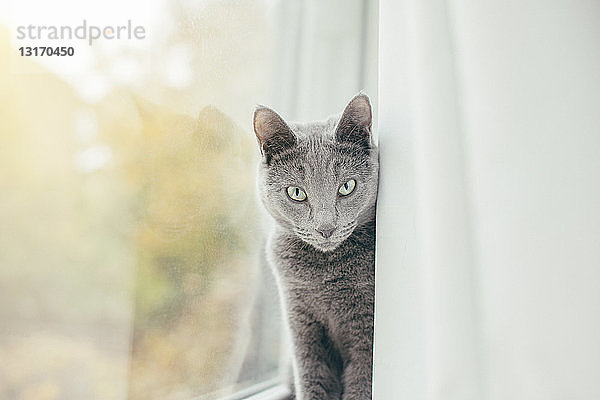 Russisch blaue Katze  die hinter dem Vorhang lugt