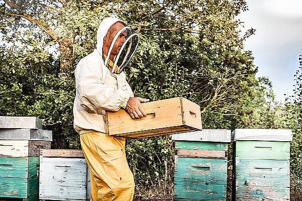 Männlicher Imker  der mit Bienenstöcken arbeitet