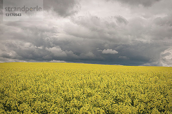 Feld mit Rapsblumen unter dramatischem Himmel