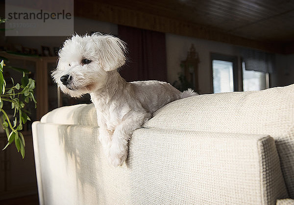 Coton de tulear Hund auf der Rückseite des Sofas liegend