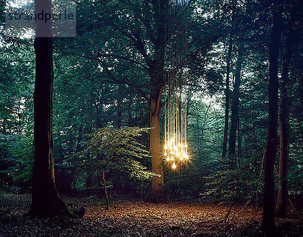Lichter am Baum hängend im Wald