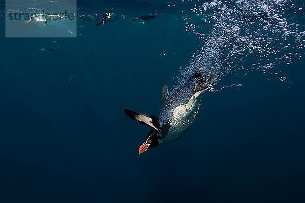 Haubenpinguin schwimmt unter Wasser