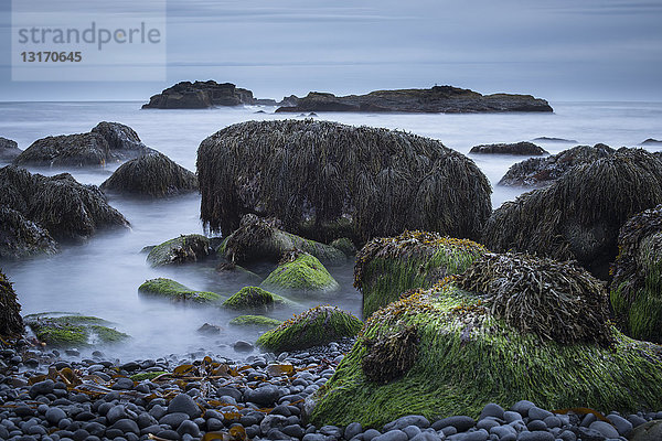 Nahaufnahme von Felsen und Meer  Malarif  Snaefellsnes  Island