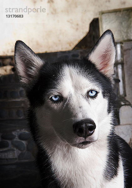 Nahaufnahme der blauen Augen und des Gesichts von Hunden