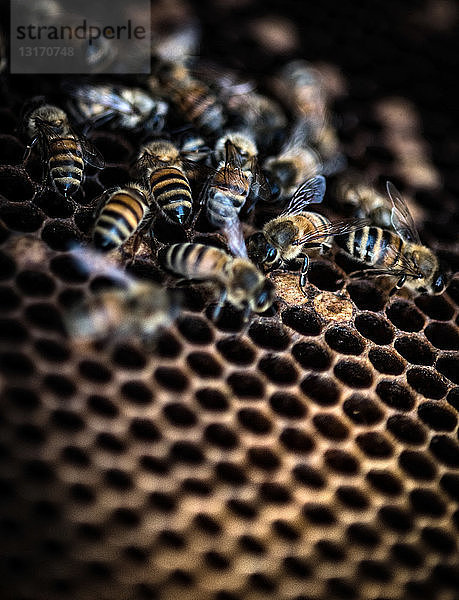 Bienen bei der Arbeit im Bienenstock  Nahaufnahme