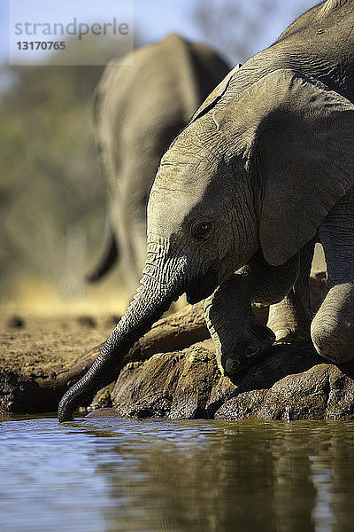 Junger Afrikanischer Elefant (Loxodonta africana) trinkt  Mashatu-Wildreservat  Botswana  Afrika