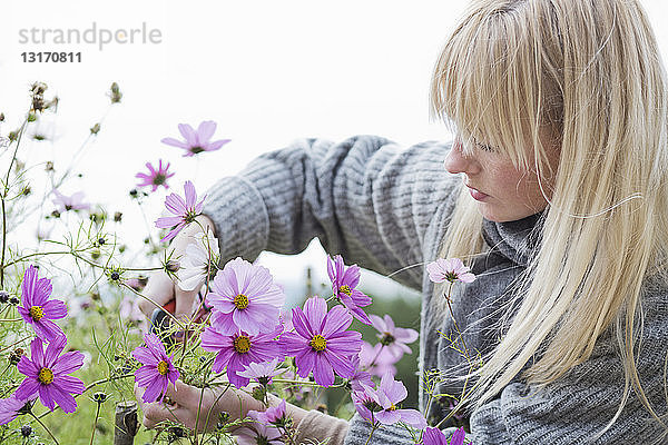 Mittlere erwachsene Frau schneidet Bio-Blumen im Garten