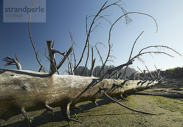 Toter umgestürzter Baum  Puget Sound  Bundesstaat Washington  USA
