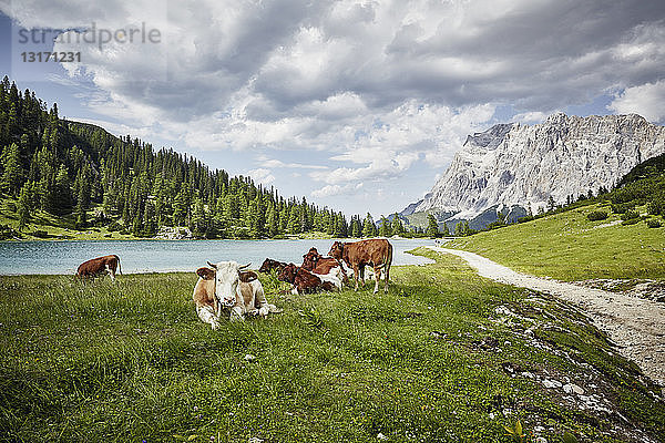 Kühe im Seetal  Ehrwald  Tirol  Österreich