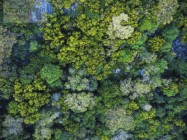 Seychellen  La Digue  Luftaufnahme des Regenwaldes