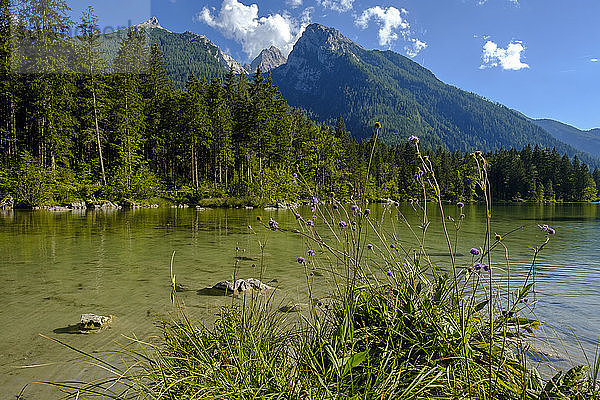 Deutschland  Bayern  Oberbayern  Berchtesgadener Land  Ramsau  Nationalpark Berchtesgaden  Hintersee  Hochkalter