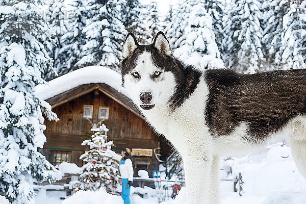 Österreich  Altenmarkt-Zauchensee  Hund im Schnee mit Frau an der Hütte im Hintergrund