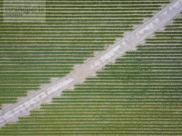 USA  Bundesstaat Washington  Skagit Valley  Luftaufnahme von Tulpenfeldern