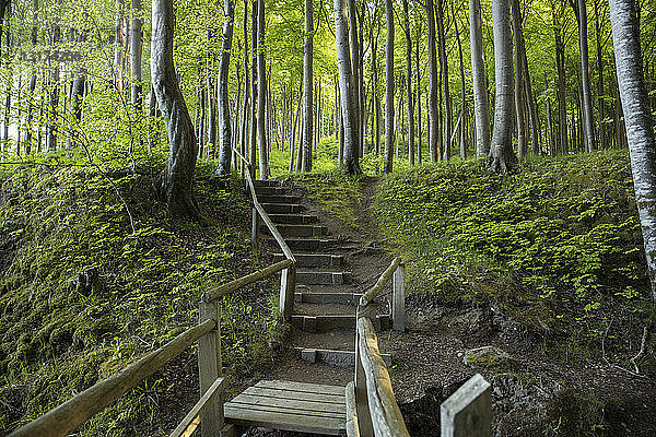 Deutschland  Mecklenburg-Vorpommern  Rügen  Nationalpark Jasmund  Buchenwald  Waldweg  Treppen