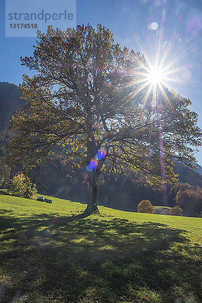 Deutschland  Oberbayern  Chiemgau  Baum im Herbst gegen die Sonne