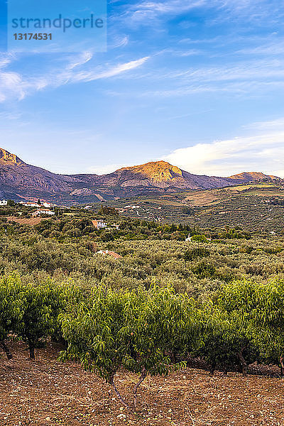 Spanien  Mondron  Blick auf Olivenhain mit Pfirsichbäumen im Vordergrund