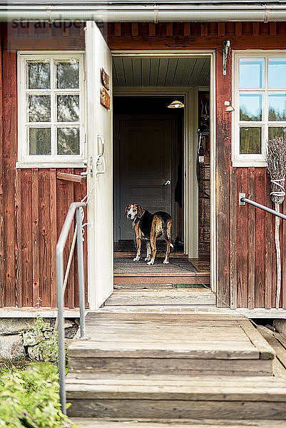 Hund steht bei geöffneter Tür im Ferienhaus und schaut nach draußen