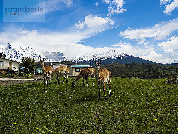 Chile  Patagonien  Nationalpark Torres del Paine  Cerro Paine Grande und Torres del Paine  Guanakos