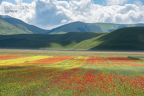 Italien  Umbrien  Sibillini-Nationalpark  Blühende Blumen und Linsen auf dem Piano Grande di Castelluccio di Norcia