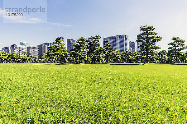 Japan  Tokio  Bezirk Chiyoda  Wiese im Gebiet des Kaiserpalastes  Park  grüne Wiese und Bäume