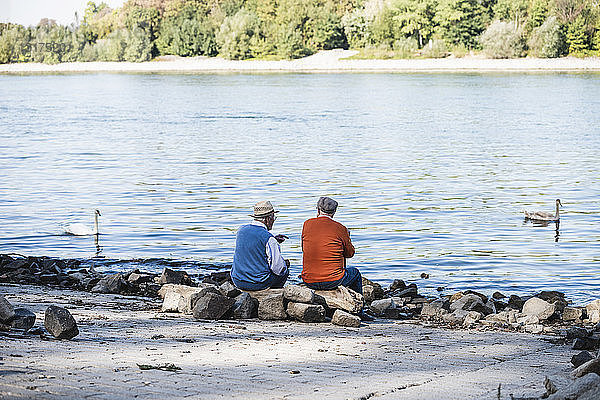 Zwei alte Freunde sitzen am Flussufer und beobachten Schwäne
