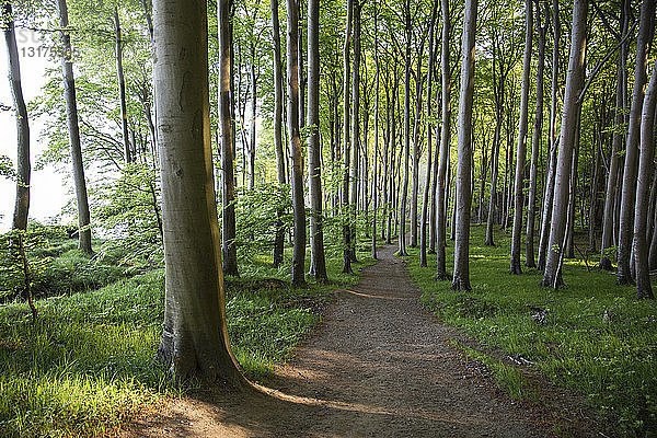 Deutschland  Mecklenburg-Vorpommern  Rügen  Nationalpark Jasmund  Buchenwald