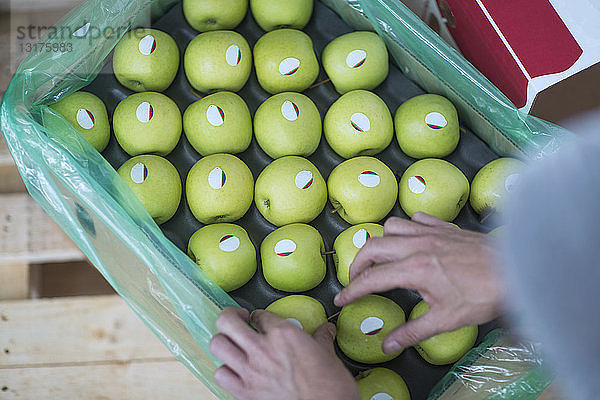 Nahaufnahme von Frauenhänden und grünen Äpfeln in Pappkarton