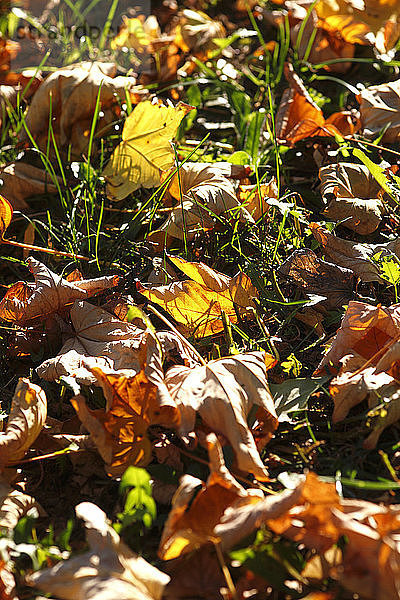 Herbstlaub auf der Wiese liegend