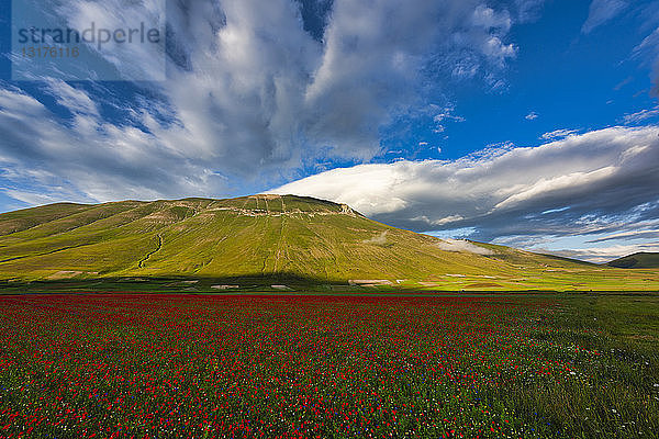 Italien  Umbrien  Sibillini-Nationalpark  Blühende Blumen auf dem Piano Grande di Castelluccio di Norcia