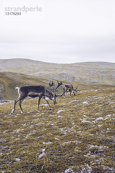Zwei Rentiere weiden am Nordkap  Norwegen