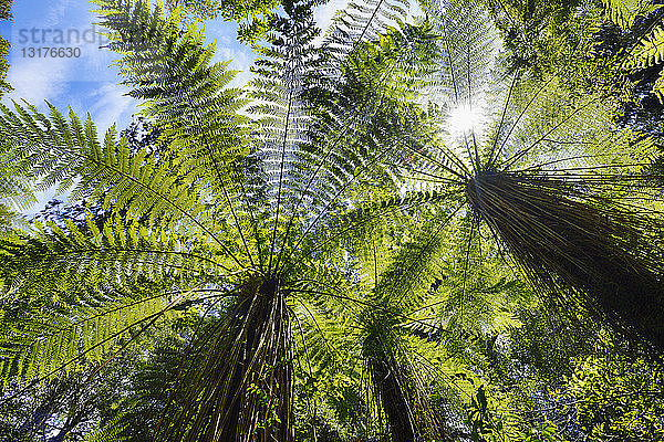 Baumfarne im gemäßigten Regenwald  Westküste  Südinsel Neuseeland  Neuseeland