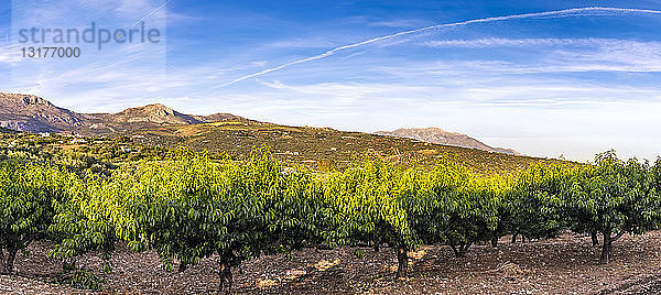 Spanien  Mondron  Blick auf Pfirsichbäume